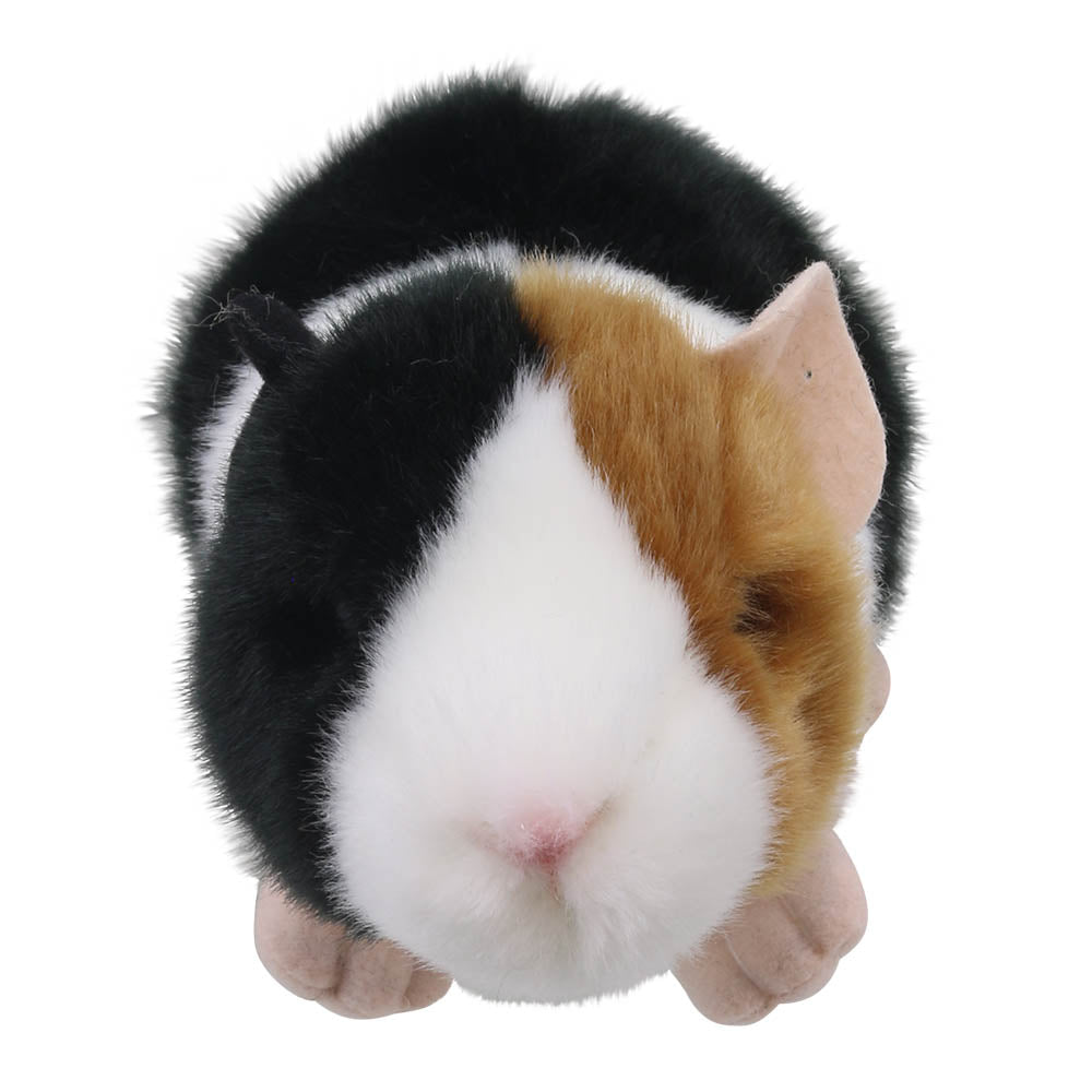 Guinea Pig - Wilberry Minis