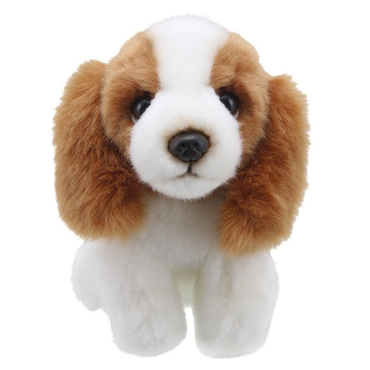 King Charles Spaniel - Wilberry Mini