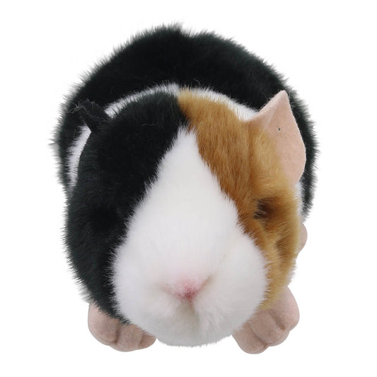 Guinea Pig - Wilberry Minis