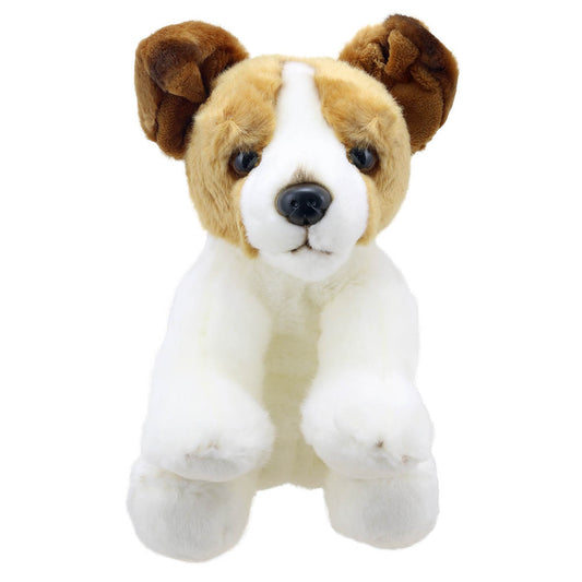 Wilberry Jack Russell Terrier